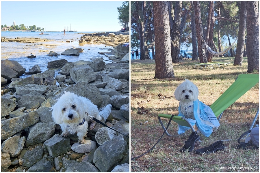 Karpinjan novigrad cittanova chorwacja plaża dla psów